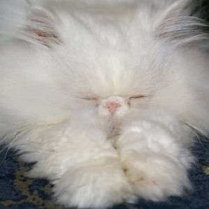 Meet your Posher, Connie